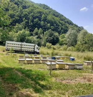 Vând miere de albine din zonă de munte