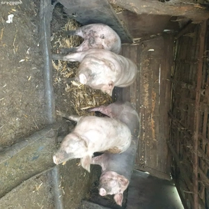 2 Porci de vanzare  - imagine 4