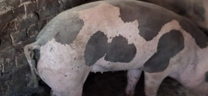 Purcele rasă de carne,de un an,pentru masa de Crăciun sau pentru reproducere.  - imagine 3