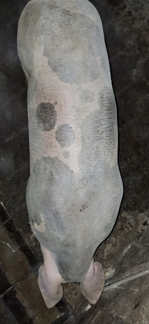 Purcele rasă de carne,de un an,pentru masa de Crăciun sau pentru reproducere. 