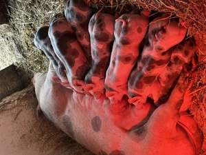 Purcei grasuni de vânzare  - imagine 2