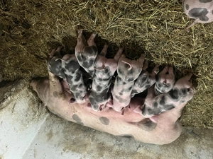 Purcei grasuni de vânzare  - imagine 3