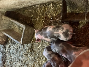 Purcei grasuni de vânzare 