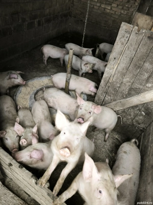 purcei de vânzare!!!