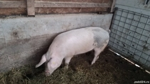 Porci de vânzare 80-350 kg - imagine 3