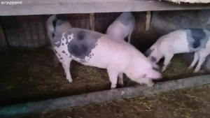 Porci de vânzare 80-350 kg - imagine 2