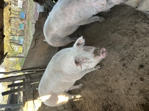 Vând porci pentru taiere - imagine 5