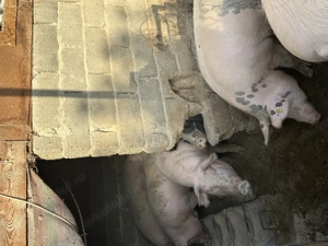 Vând porci pentru taiere - imagine 3