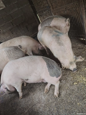 Vând porci  - imagine 4