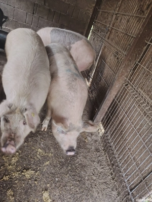 Vând porci  - imagine 2