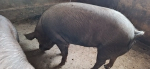 Purcele rasă de carne,de un an,pentru masa de Crăciun sau pentru reproducere.  - imagine 2