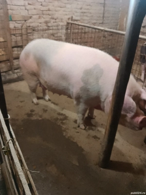 vând scroafa  - imagine 4