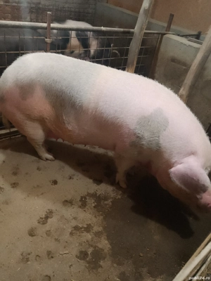 vând scroafa  - imagine 2