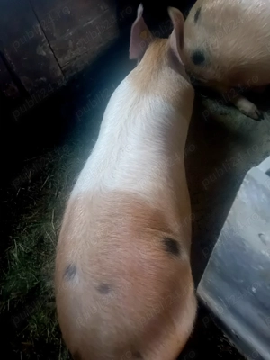 Vând porci rasă carne 