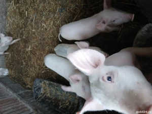 Vand soldanasi de 4 luni. Pret negociabil. - imagine 3