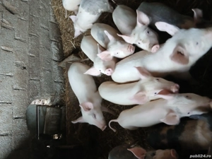 Vand soldanasi de 4 luni. Pret negociabil. - imagine 2