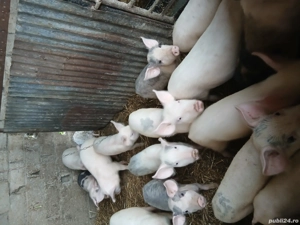 Vand soldanasi de 4 luni. Pret negociabil.