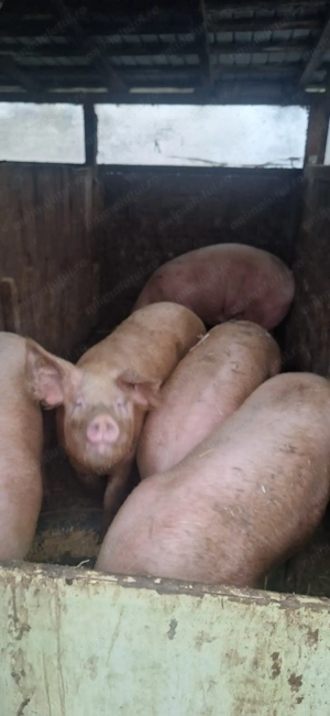 Porci de vanzare 