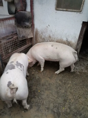 Vand porc 120-130 kg