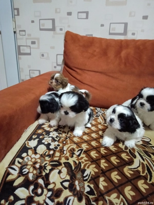 vânzări căței shytzu 