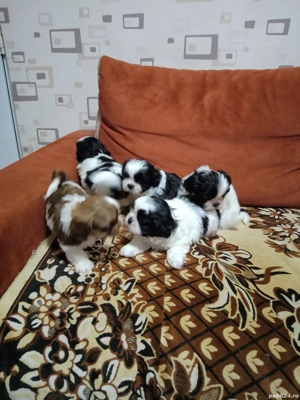 vânzări căței shytzu  - imagine 2