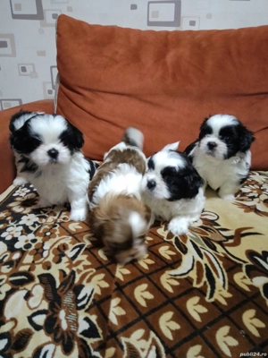 vânzări căței shytzu  - imagine 3