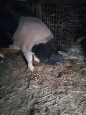 Porc  de taiat - imagine 2