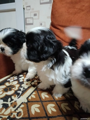 vânzări căței shytzu  - imagine 4