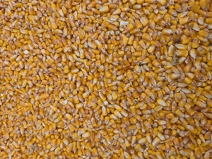 Porumb boabe , umiditate 16-17%