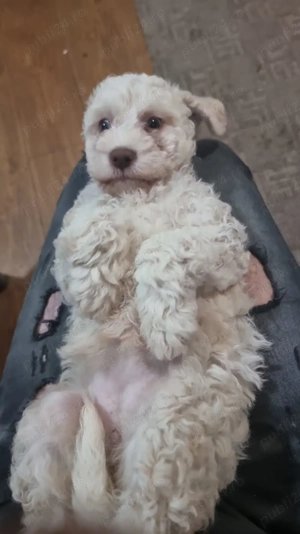 Vând pui lagotto romagnolo 