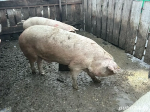 Vând porci grași  - imagine 2