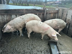 Vând porci grași 