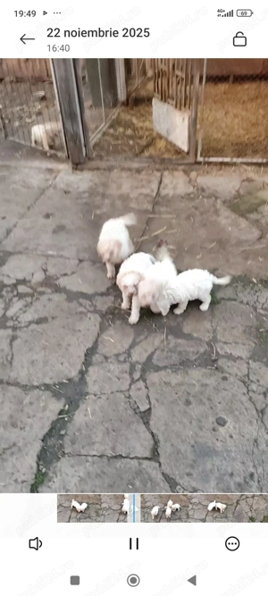 Vând pui lagotto romagnolo  - imagine 3