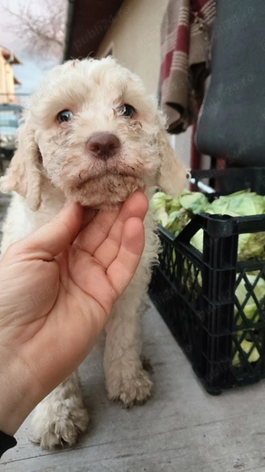 Vând pui lagotto romagnolo  - imagine 4