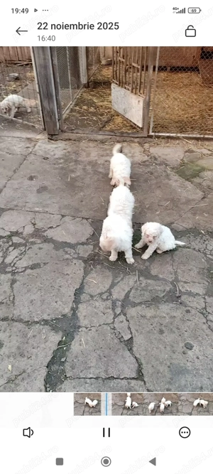 Vând pui lagotto romagnolo  - imagine 2