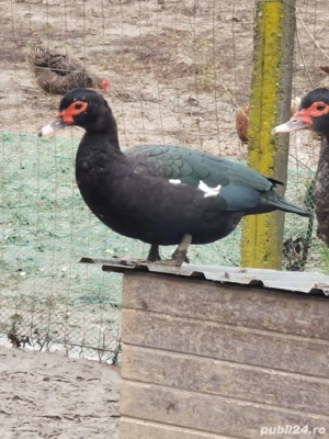 familie rațe mute unicolore negre - imagine 2