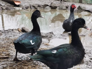 familie rațe mute unicolore negre - imagine 3