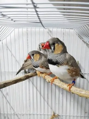 Zebre australiene standard dv  - imagine 2