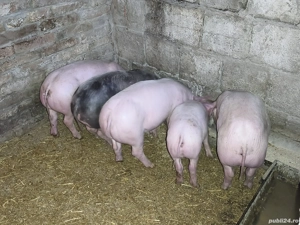 purcei de vânzare  - imagine 2