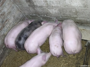 purcei de vânzare  - imagine 3