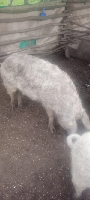 Porc mangalița și pietran - imagine 2