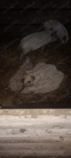 Porc mangalița și pietran