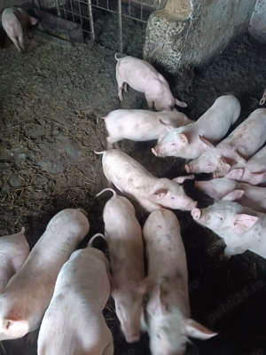 Purcei landrax 40- 50 kg - imagine 3