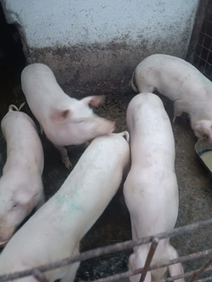 Purcei landrax 40- 50 kg