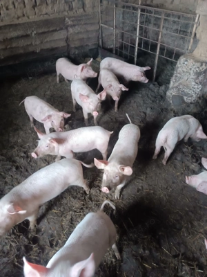 Purcei landrax 40- 50 kg - imagine 2