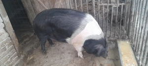 Porc  bazna de vânzare - imagine 3