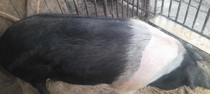 Porc  bazna de vânzare - imagine 2