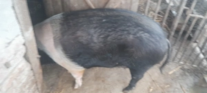 Porc  bazna de vânzare - imagine 5