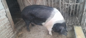 Porc  bazna de vânzare - imagine 4