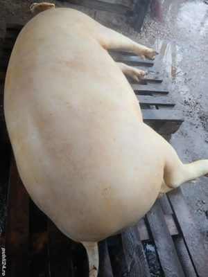 vand porci grasi - imagine 2